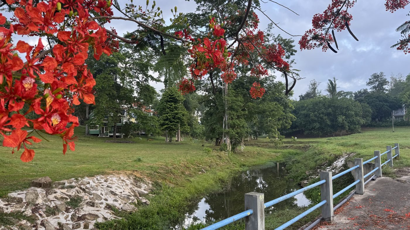 วิวภูเขาและธรรมชาติ